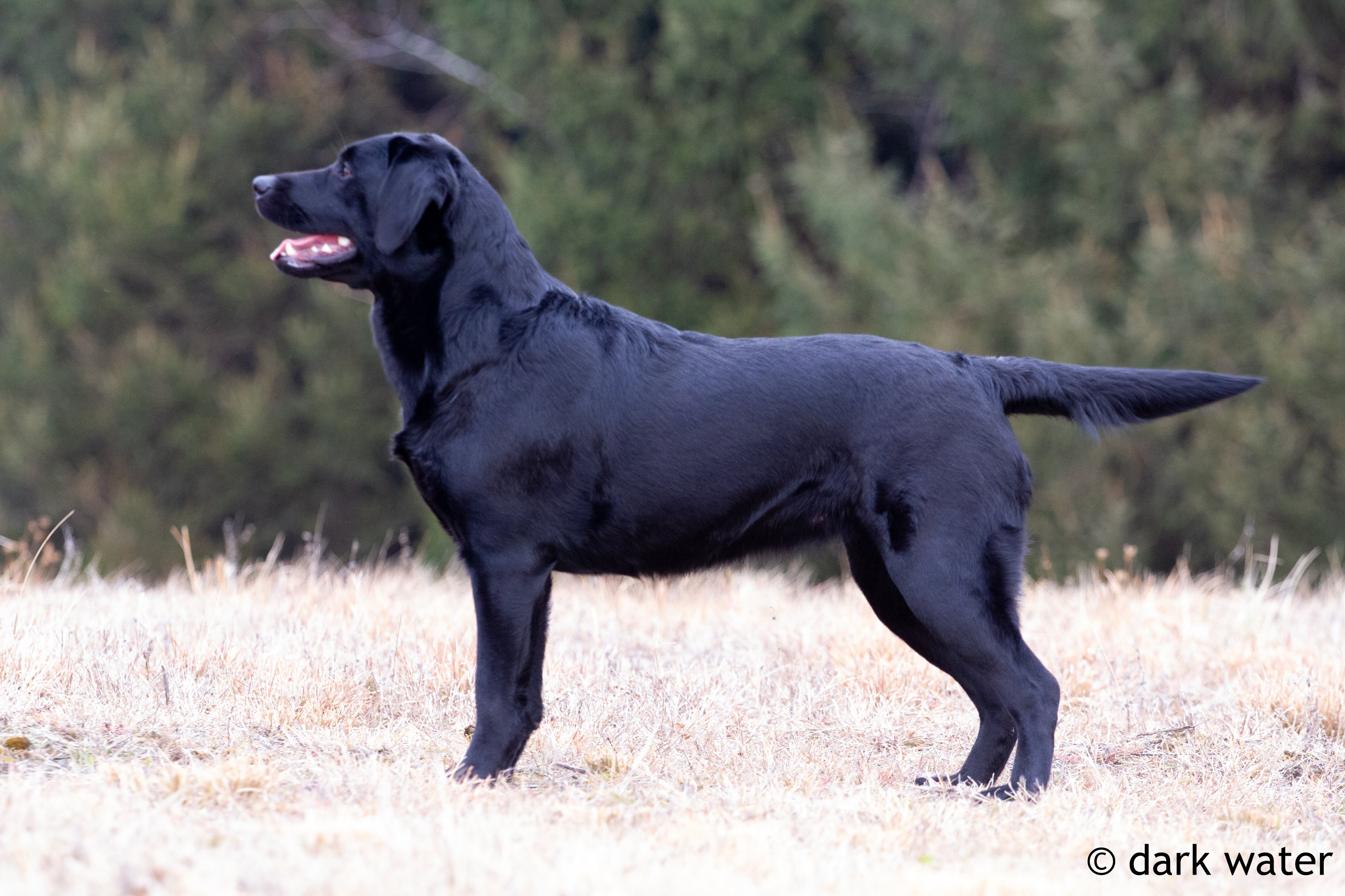 GRCH SHR Dark Water Seas The Day JH WC | Black Labrador Retriver