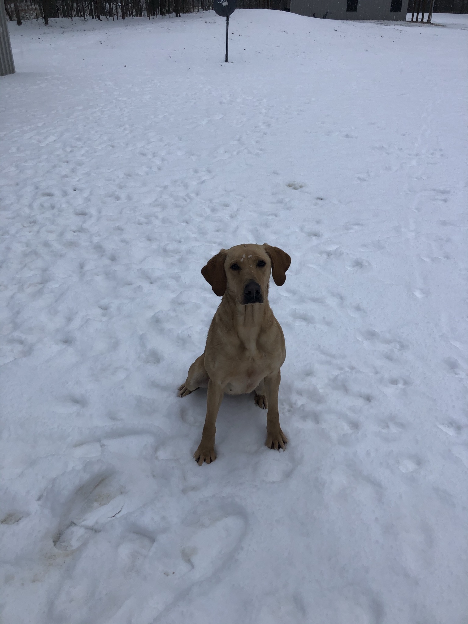 SHR Blazing Red’s Lucy's Little Goosy | Yellow Labrador Retriver