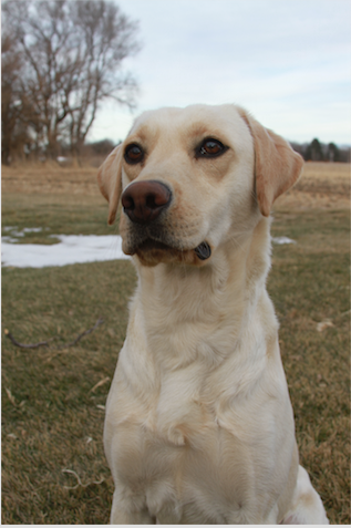 Fenloch Argyll Tweed | Yellow Labrador Retriver