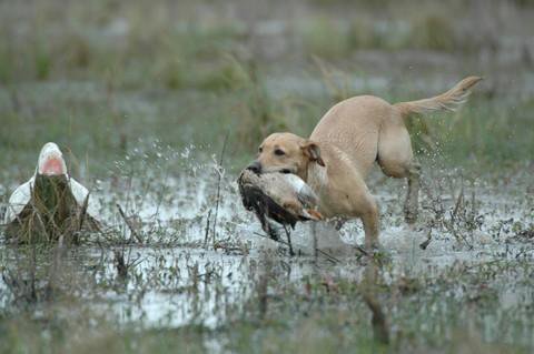 HRCH Comeback Radar's Zoomin By U | Yellow Labrador Retriver