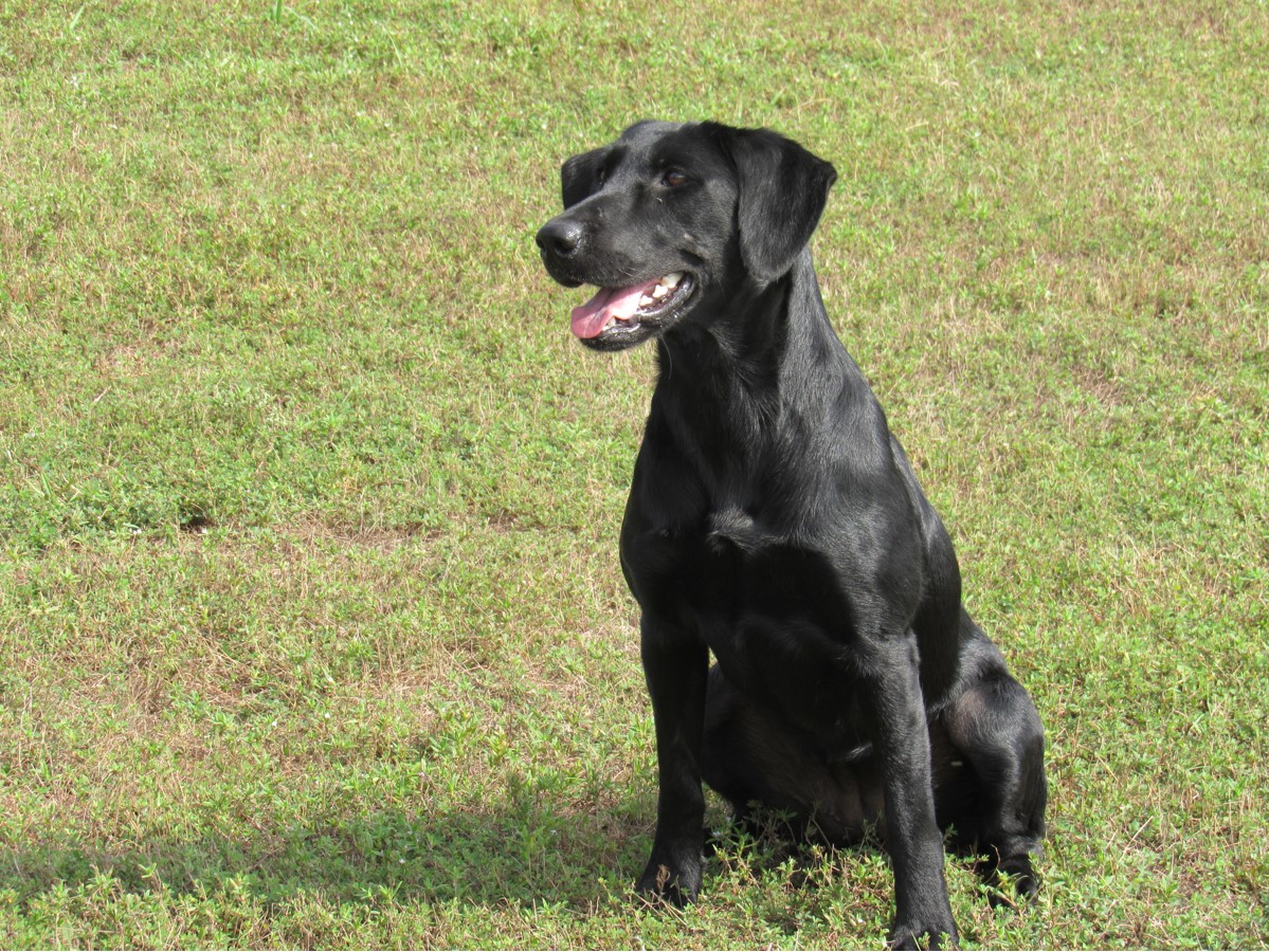 SHR Miller's Dark As Midnight Skye | Black Labrador Retriver