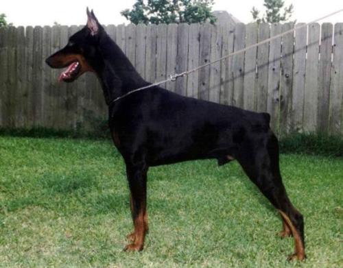 Falkenburg Hollander v. Stevinhage | Black Doberman Pinscher