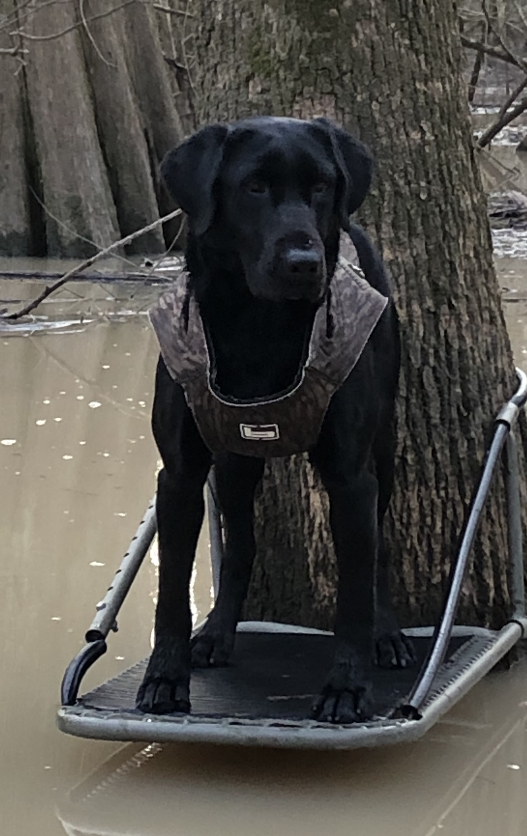 HRCH Semo's Dutchess Remi Of Watermark | Black Labrador Retriver