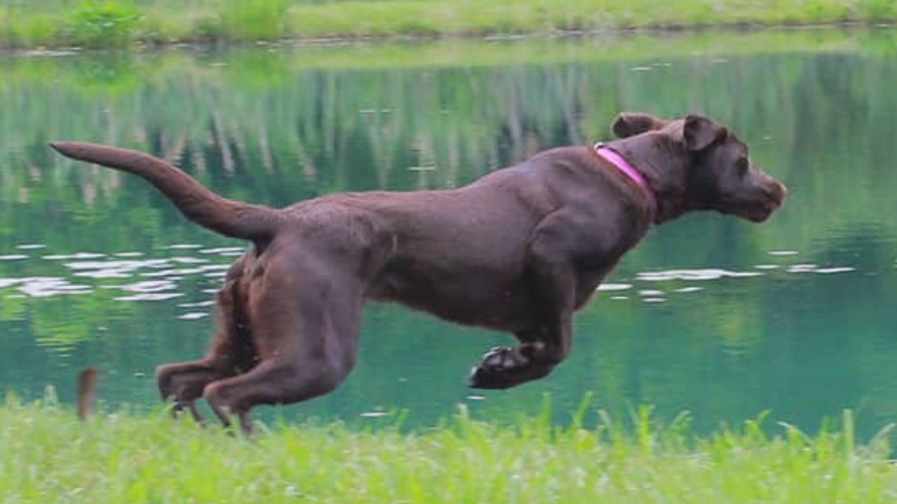 Great Lakes Sweet Summer Storm MH | Chocolate Labrador Retriver