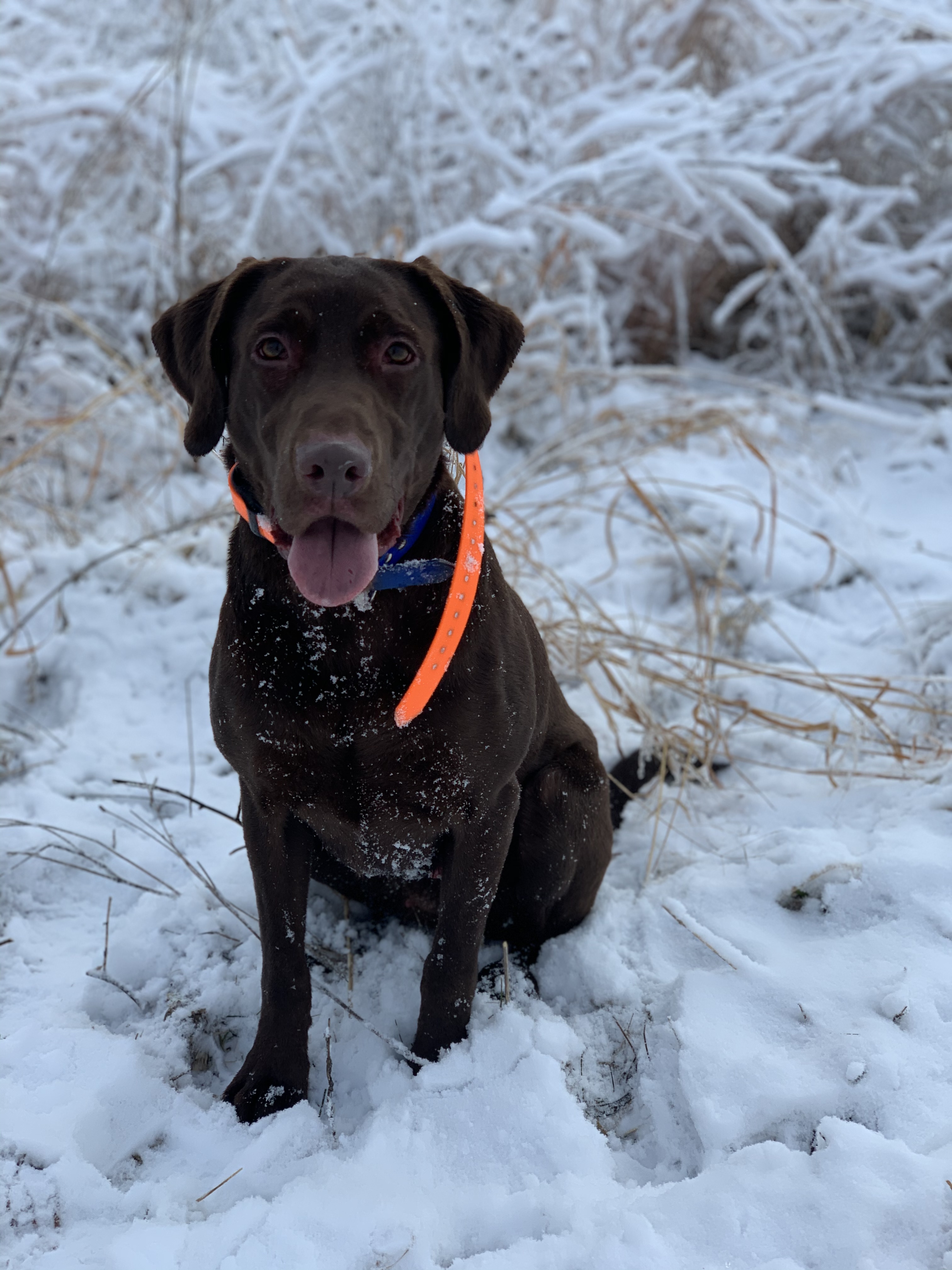 Locked N Loadeds Gold Glove Rizzo SH | Chocolate Labrador Retriver