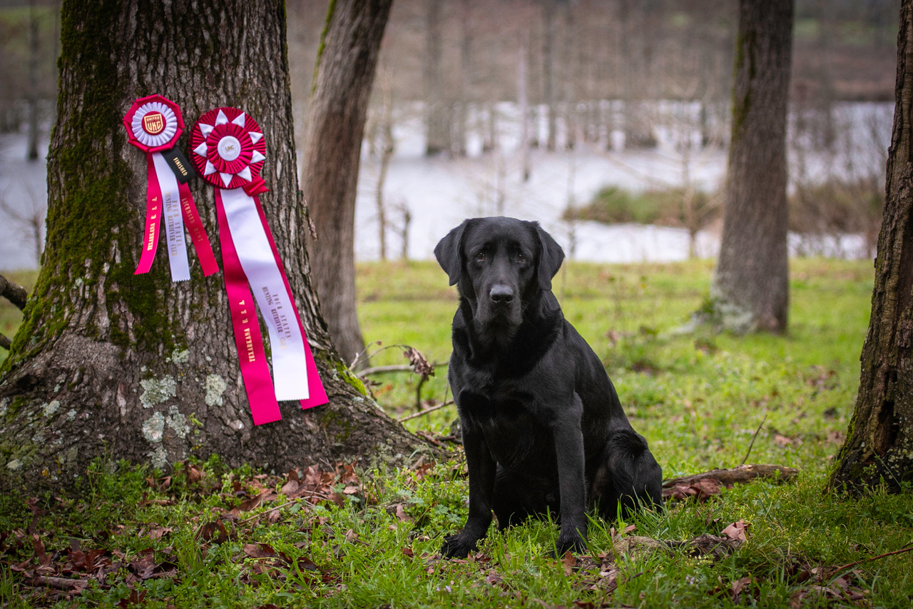 HRCH Philippians 1:20 JH | Black Labrador Retriver