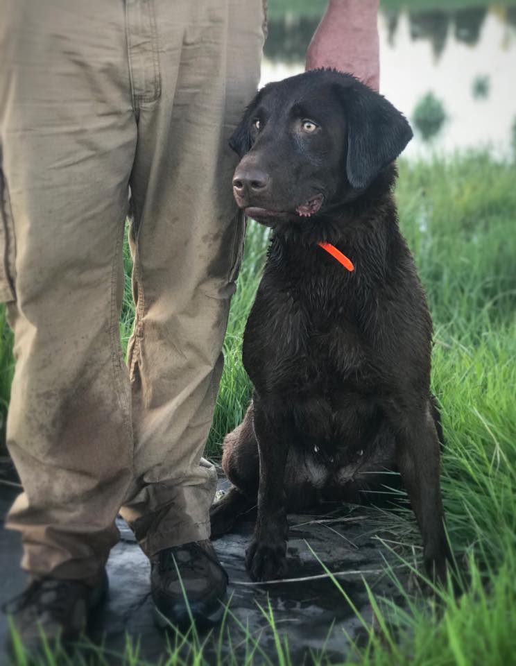 Fsr Dakota's Large N In Charge VHMA TKN | Chocolate Labrador Retriver