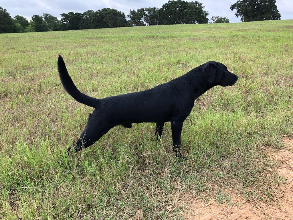 SRSC Fivespot MH16, QA2 | Black Labrador Retriver