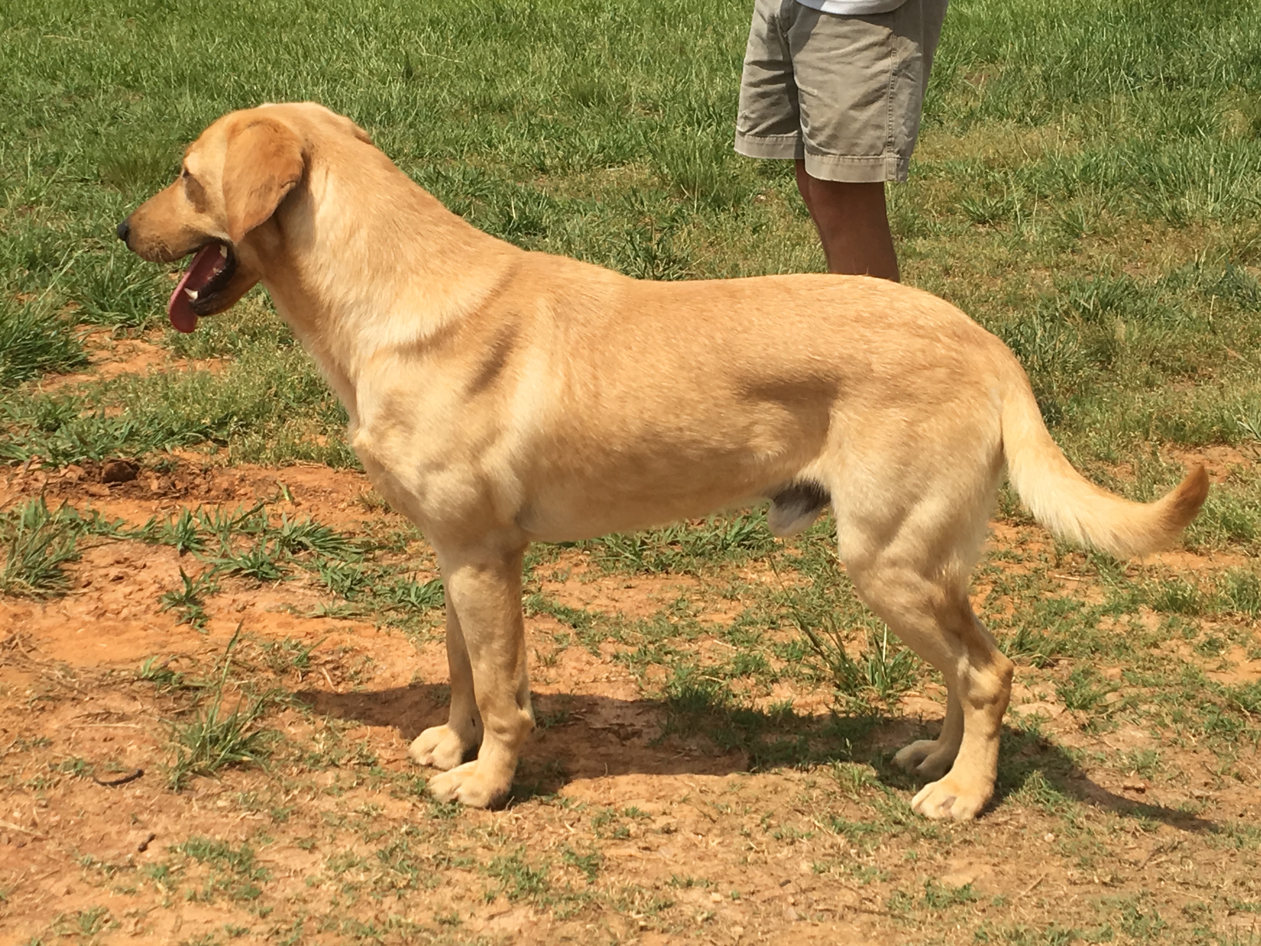 Top Line's Six To Midnight | Yellow Labrador Retriver