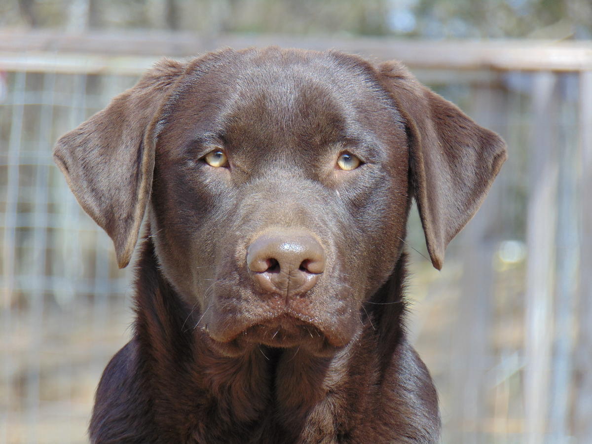 Enid's Not Your Average Grizzly | Chocolate Labrador Retriver