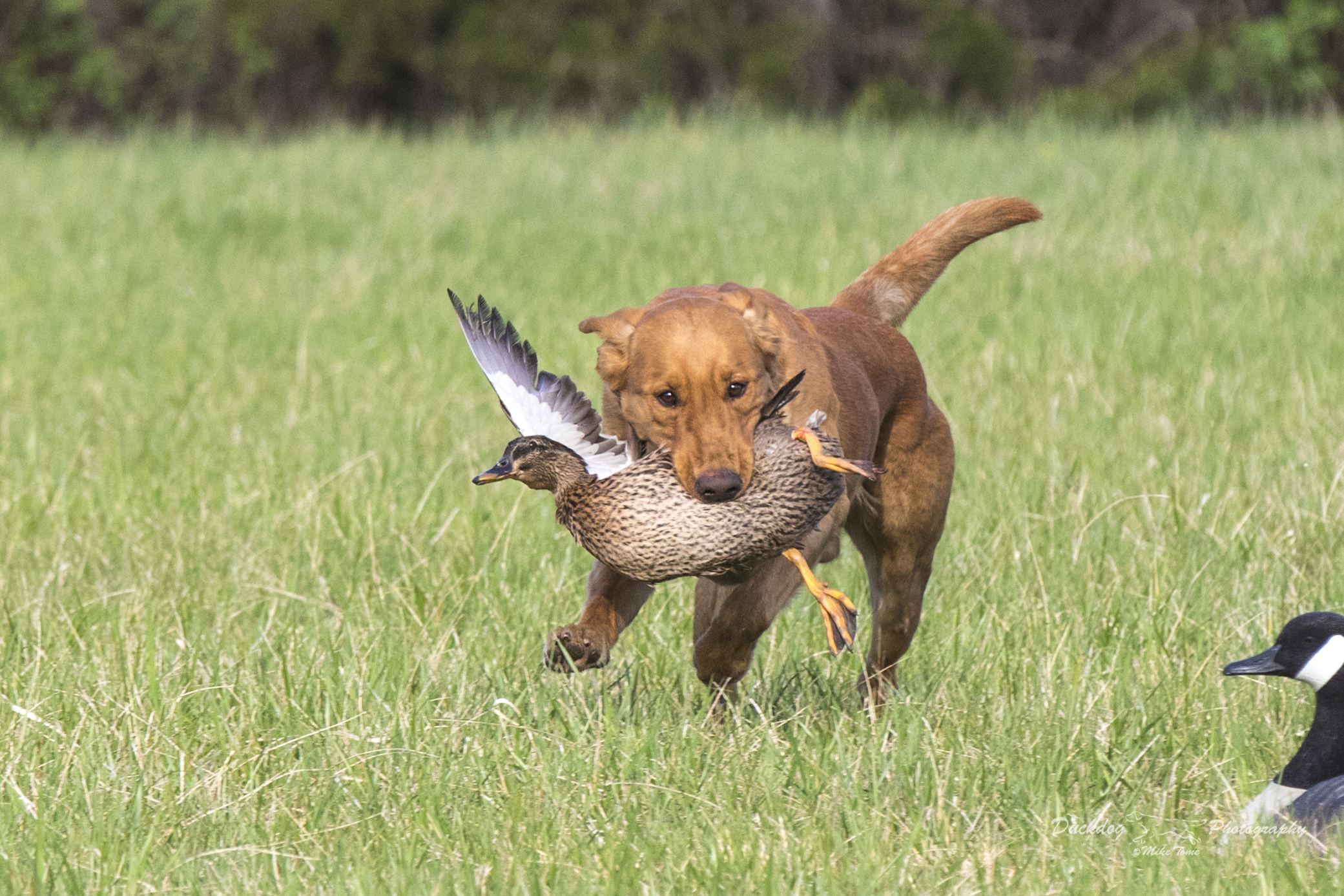 T&T's Remington's Leap Of Faith MH | Yellow Labrador Retriver