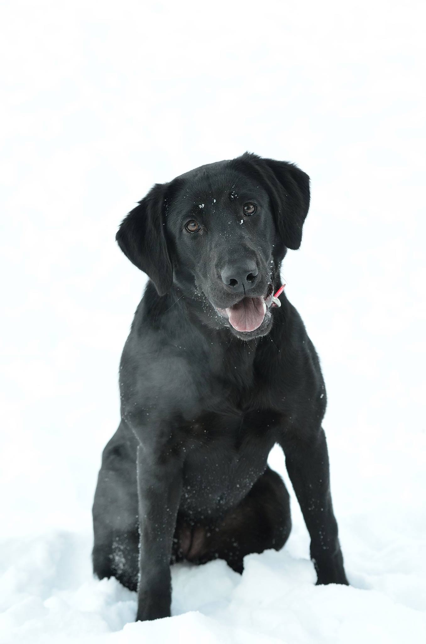 Deer Valleys Category Ten | Black Labrador Retriver
