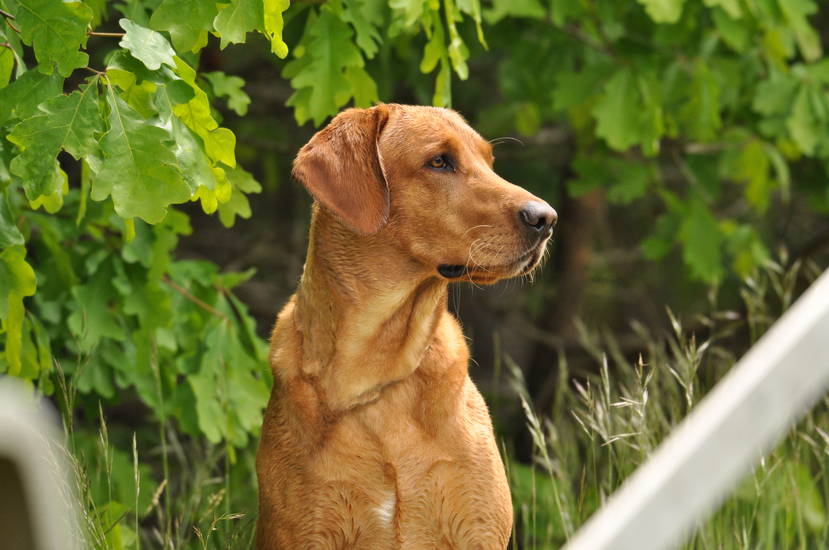 T&T's Swift And Surge SH | Yellow Labrador Retriver