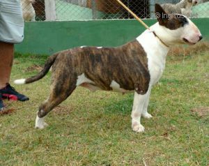 ANABRUM MIKSCHE BULL BALDER | Bull Terrier 