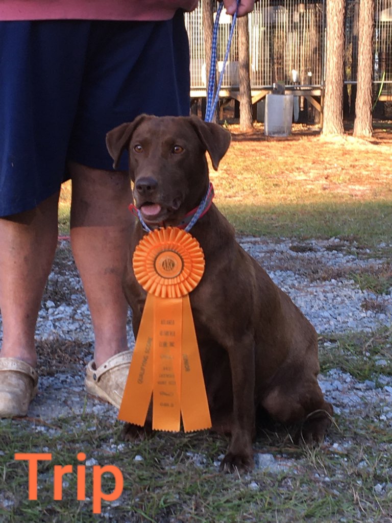 Shooter's Road Trip JH | Chocolate Labrador Retriver