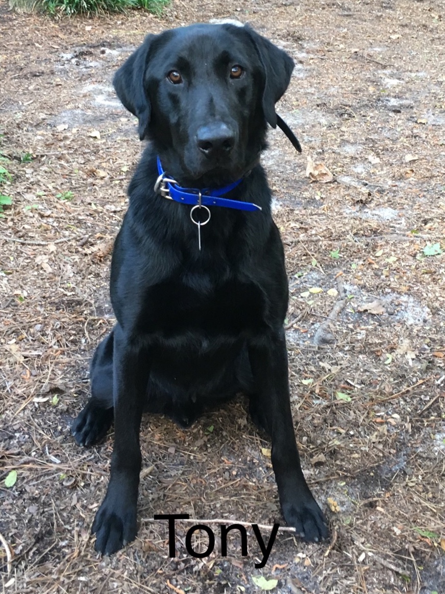 Powell’s Anthony Dinozzo QA2 | Black Labrador Retriver