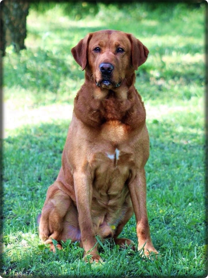 This One’s For You Jim CD CGC | Yellow Labrador Retriver