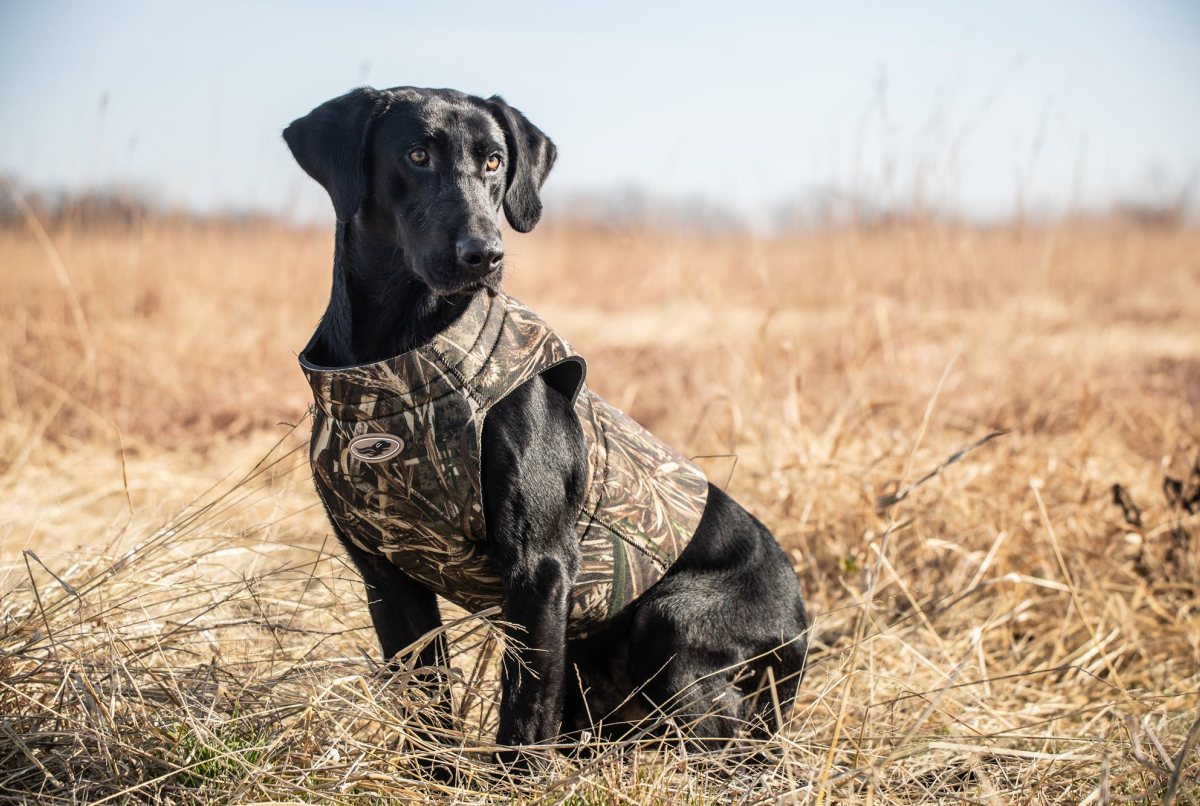 HRCH Mossy Pond's Parting The Water MH QAA NDL | Black Labrador Retriver