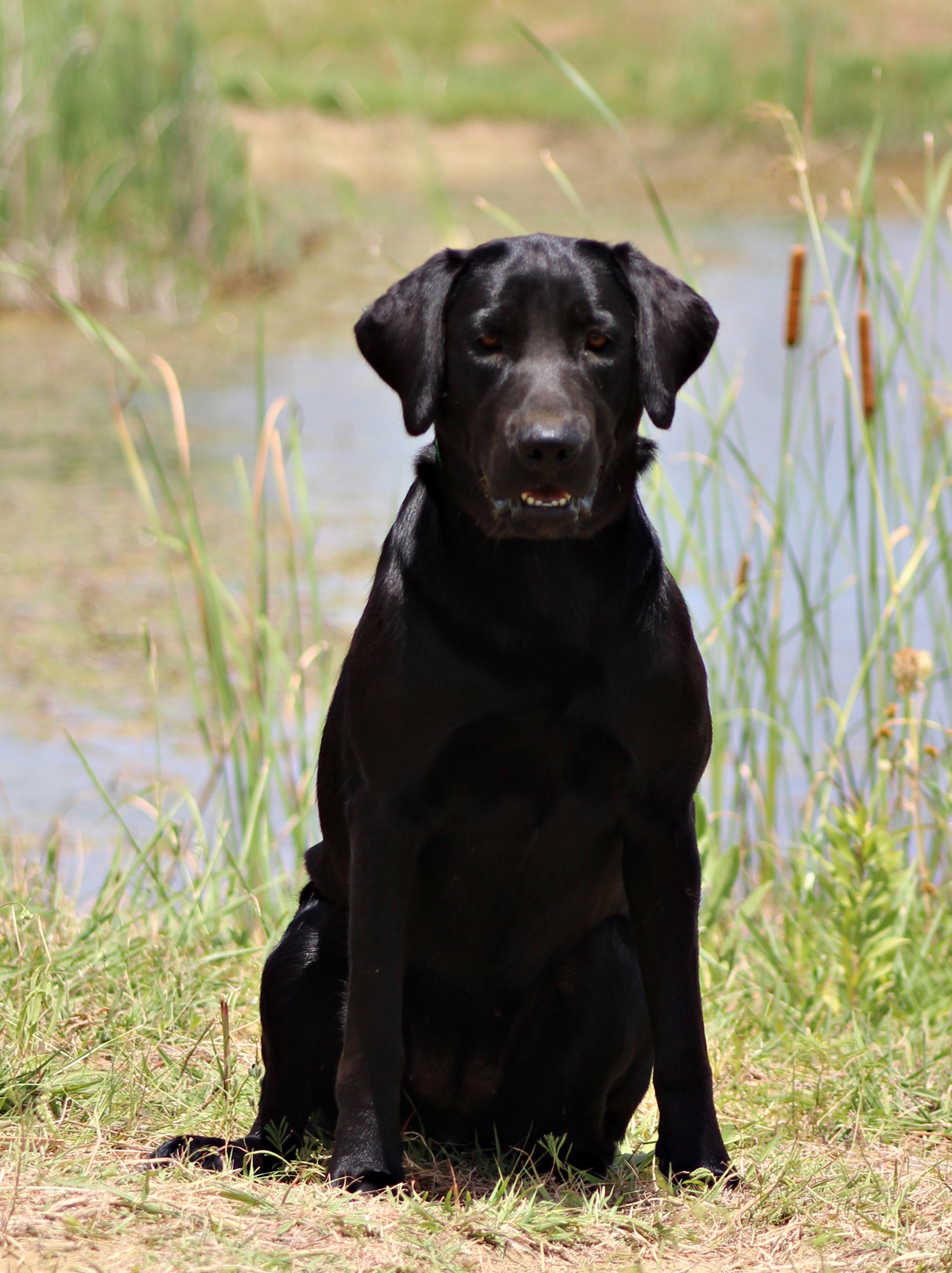 Sagecreek's Perfect Storm | Black Labrador Retriver