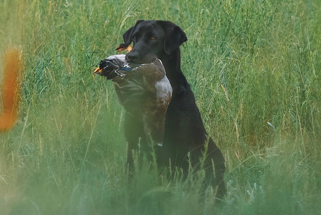 APR HRCH Battlemtn's A River Runs Through Hope | Black Labrador Retriver