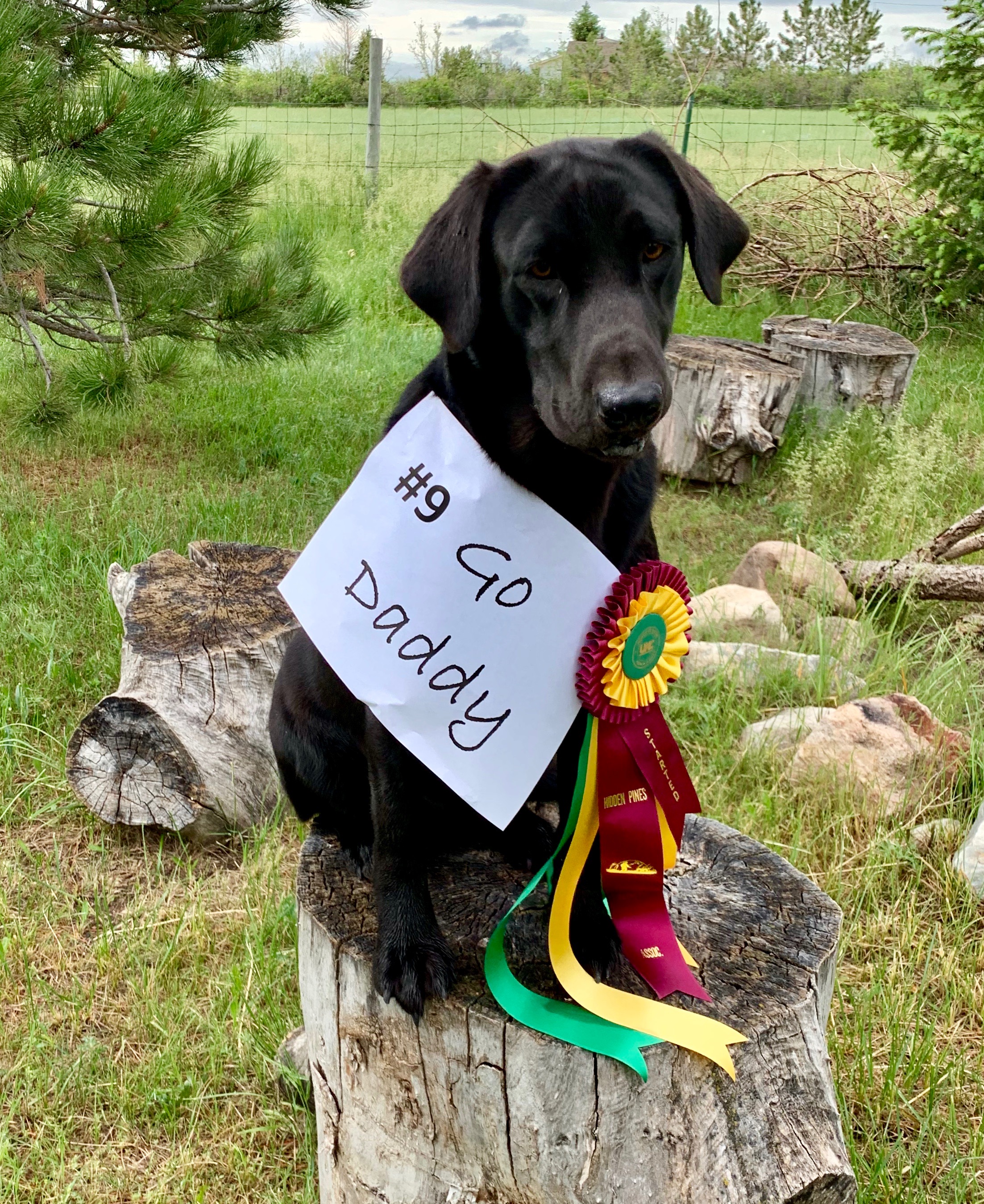 APR HRCH Battlemtn's A River Runs Through Hope | Black Labrador Retriver