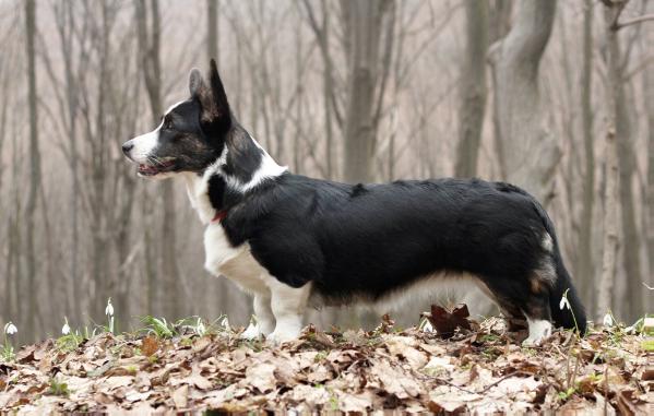 Dzhemini Evenstar | Cardigan Welsh Corgi 