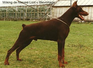 Wiking de Nieuwe Loot v. Stevinhage | Brown Doberman Pinscher