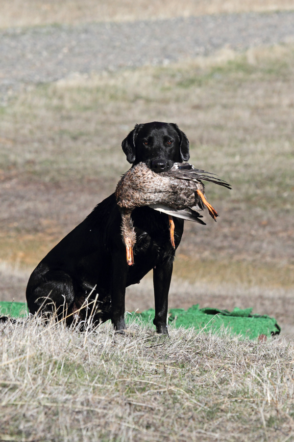 Candlewood’s Secret Approach QAA | Black Labrador Retriver