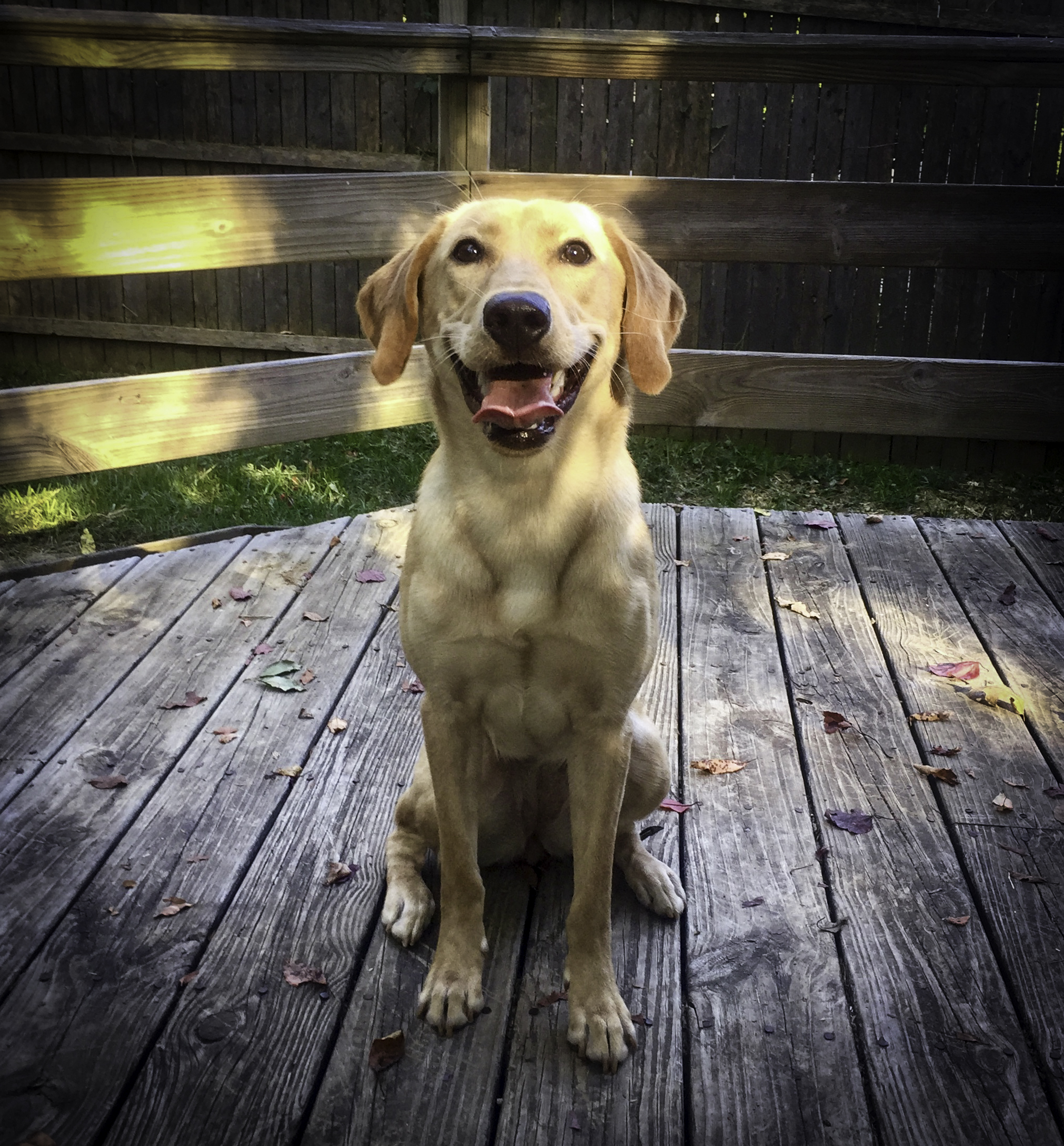 Tk Hot Here Comes The Boom | Yellow Labrador Retriver