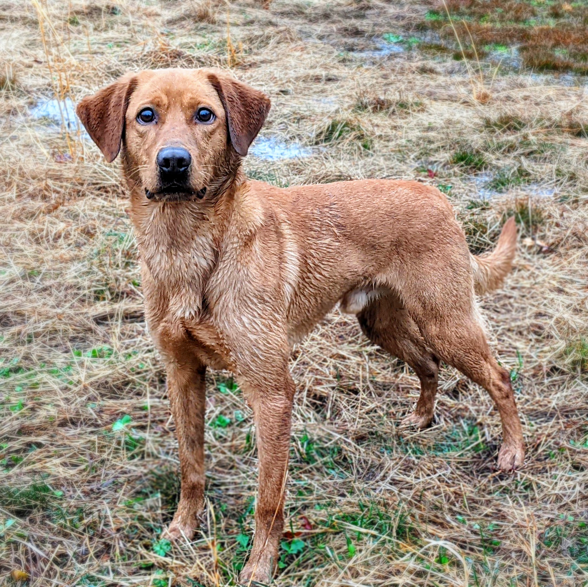 Tk Hot We Are Groot | Yellow Labrador Retriver