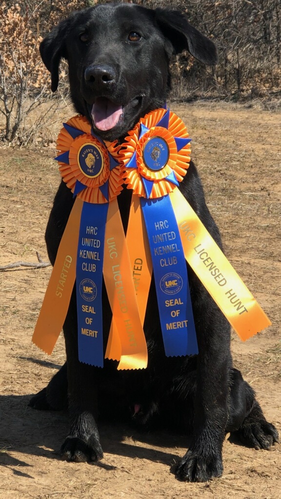 SHR CRR's Cutting Through The Reeds | Black Labrador Retriver