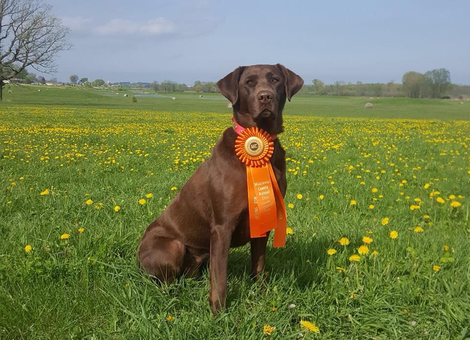 PJ's Murphy Summer Shandy SH | Chocolate Labrador Retriver