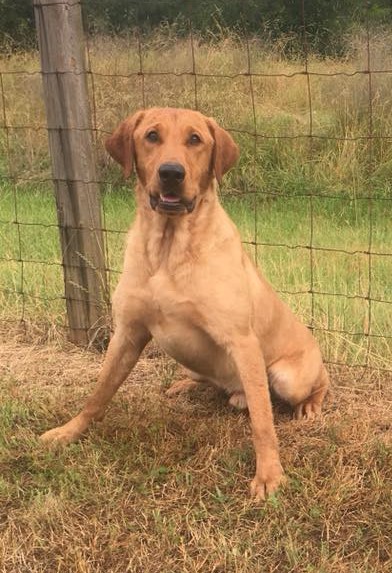 Romeo Echo Delta  MH | Yellow Labrador Retriver