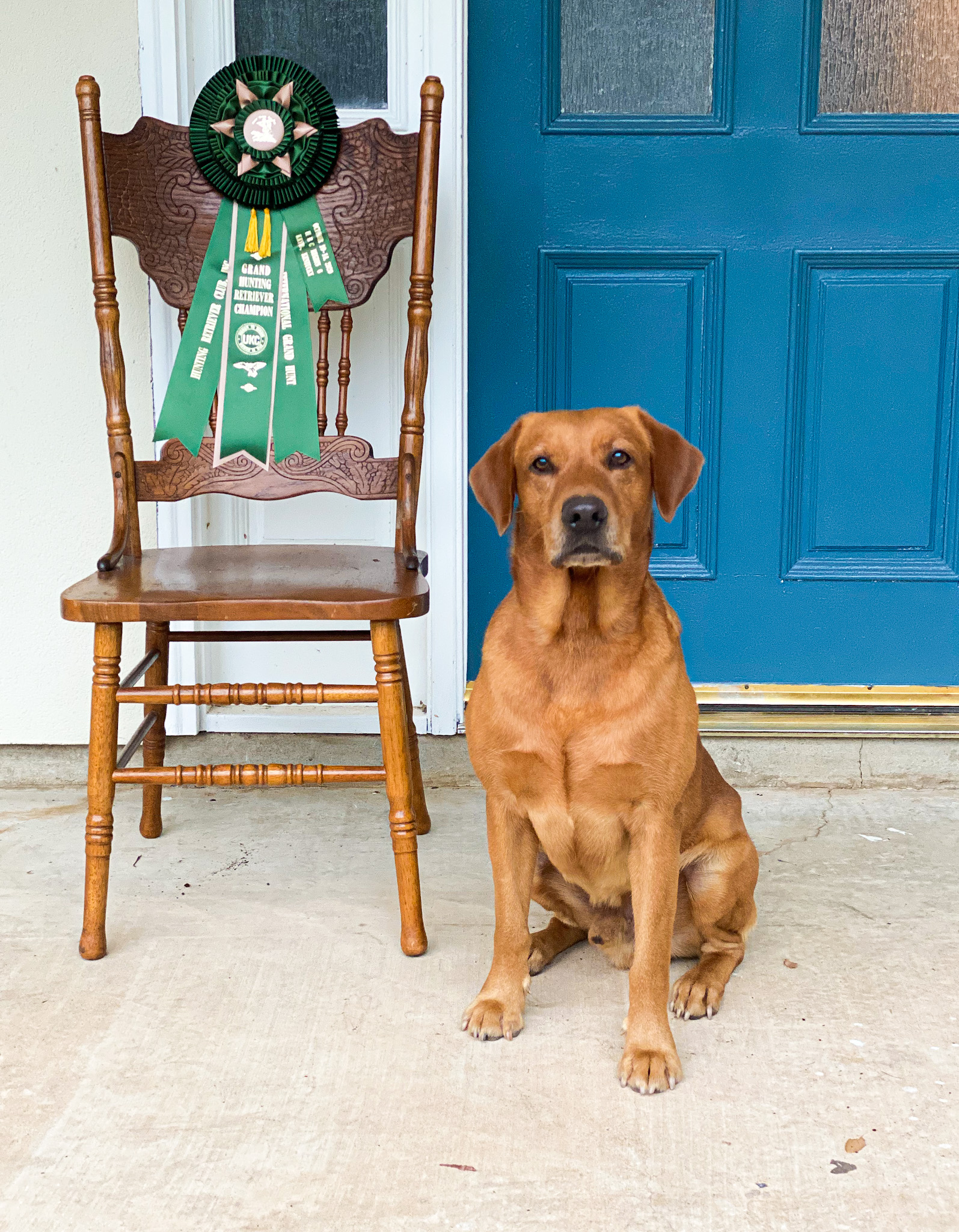 GRHRCH Huntfield's Redcoat Rudy | Yellow Labrador Retriver