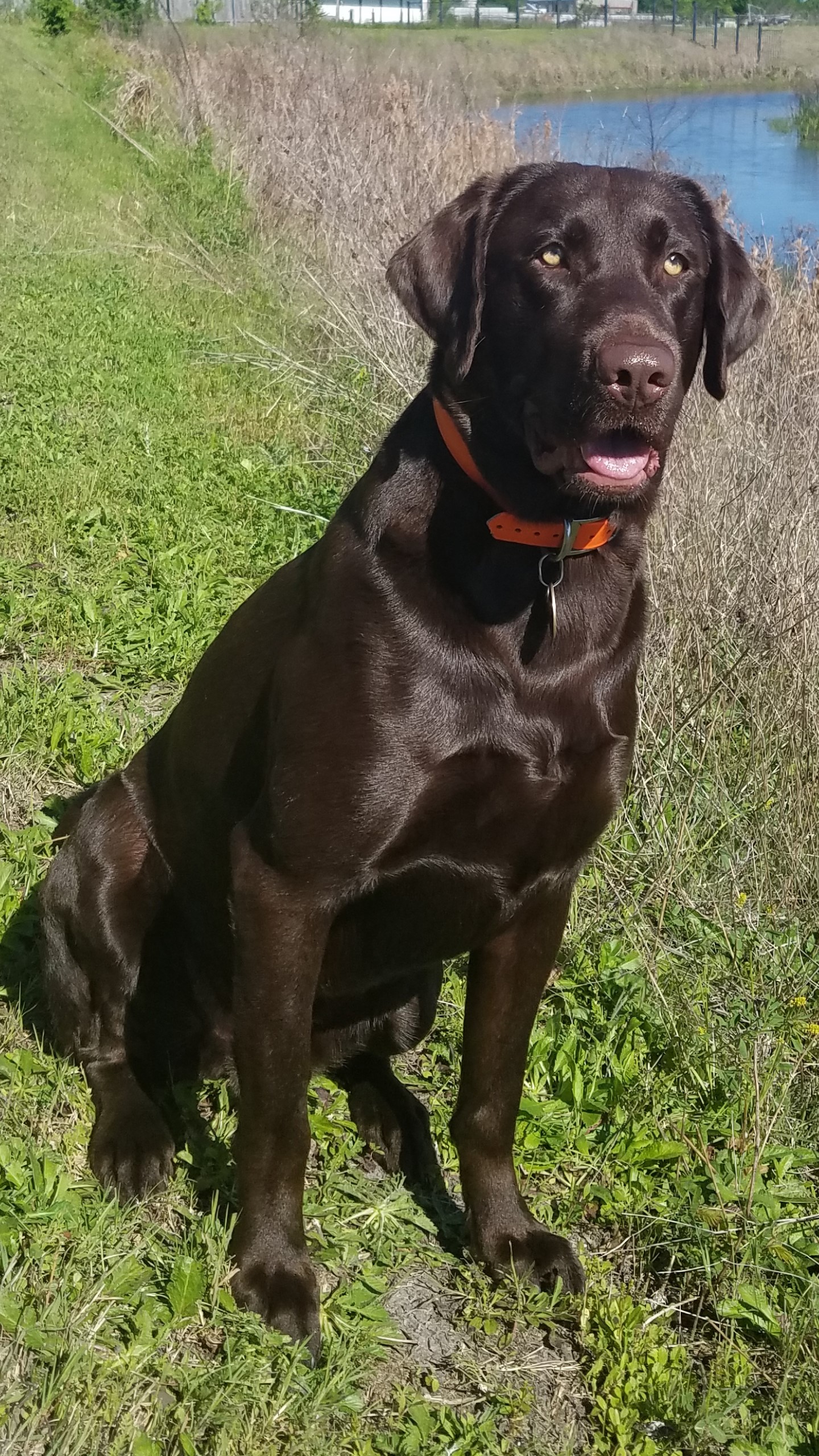 Little's Burley Magnum | Chocolate Labrador Retriver