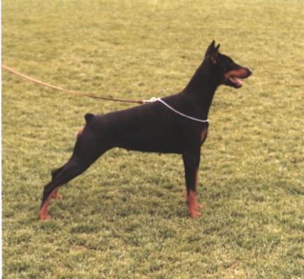 Roanka v. Stevinhage | Black Doberman Pinscher