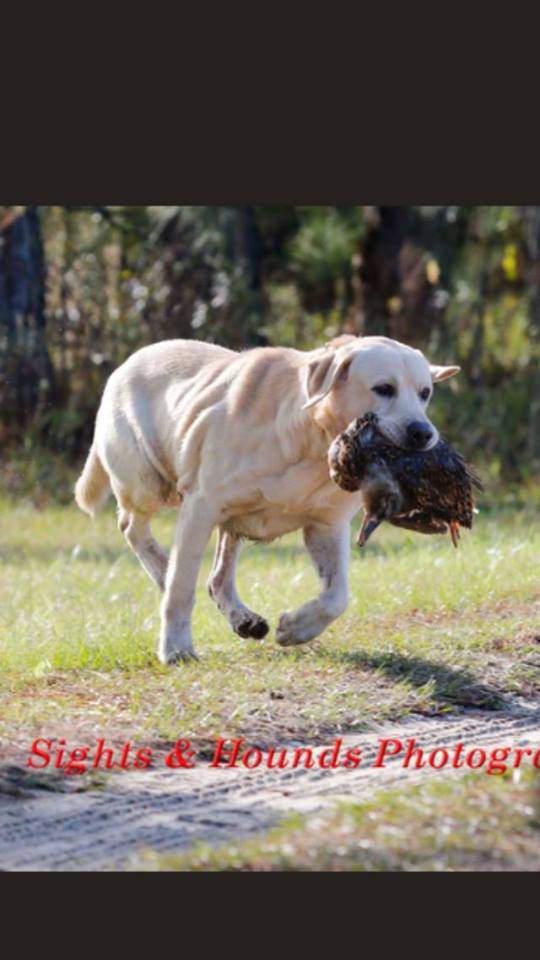 Little Creek's Mountain Pride JH | Yellow Labrador Retriver