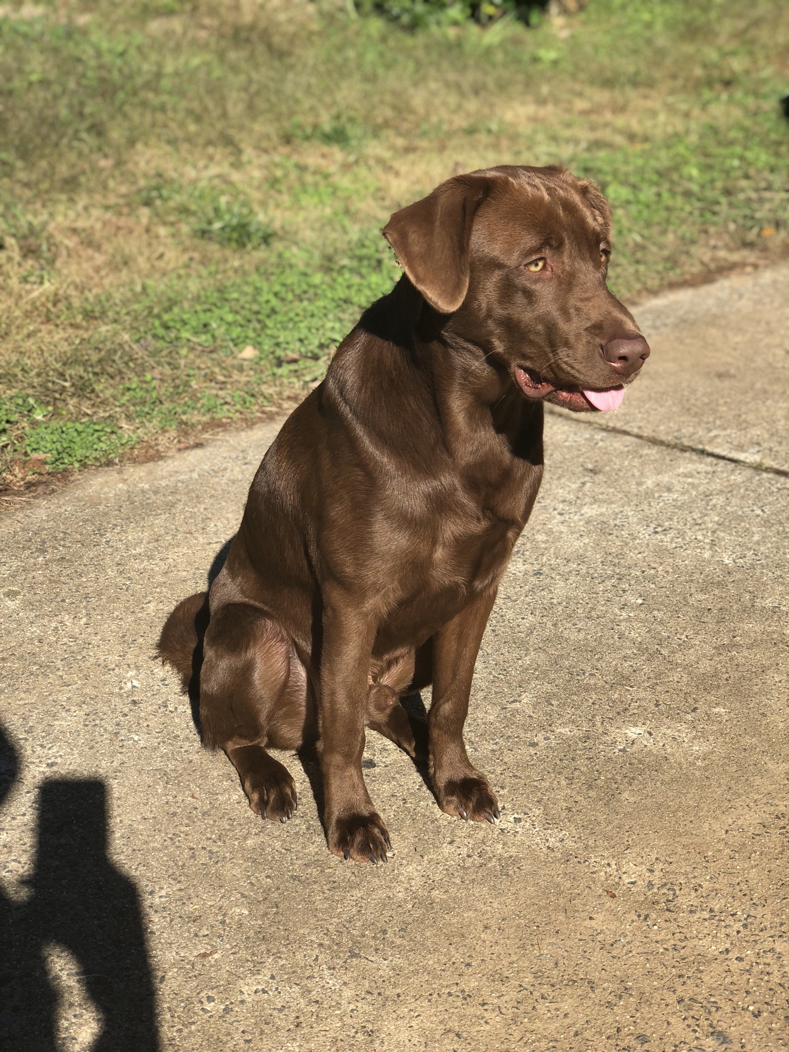 Woodstream's Kodak Moment JH | Chocolate Labrador Retriver