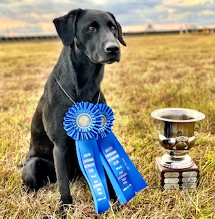 FC AFC My Rock’s He Knows My Name | Black Labrador Retriver