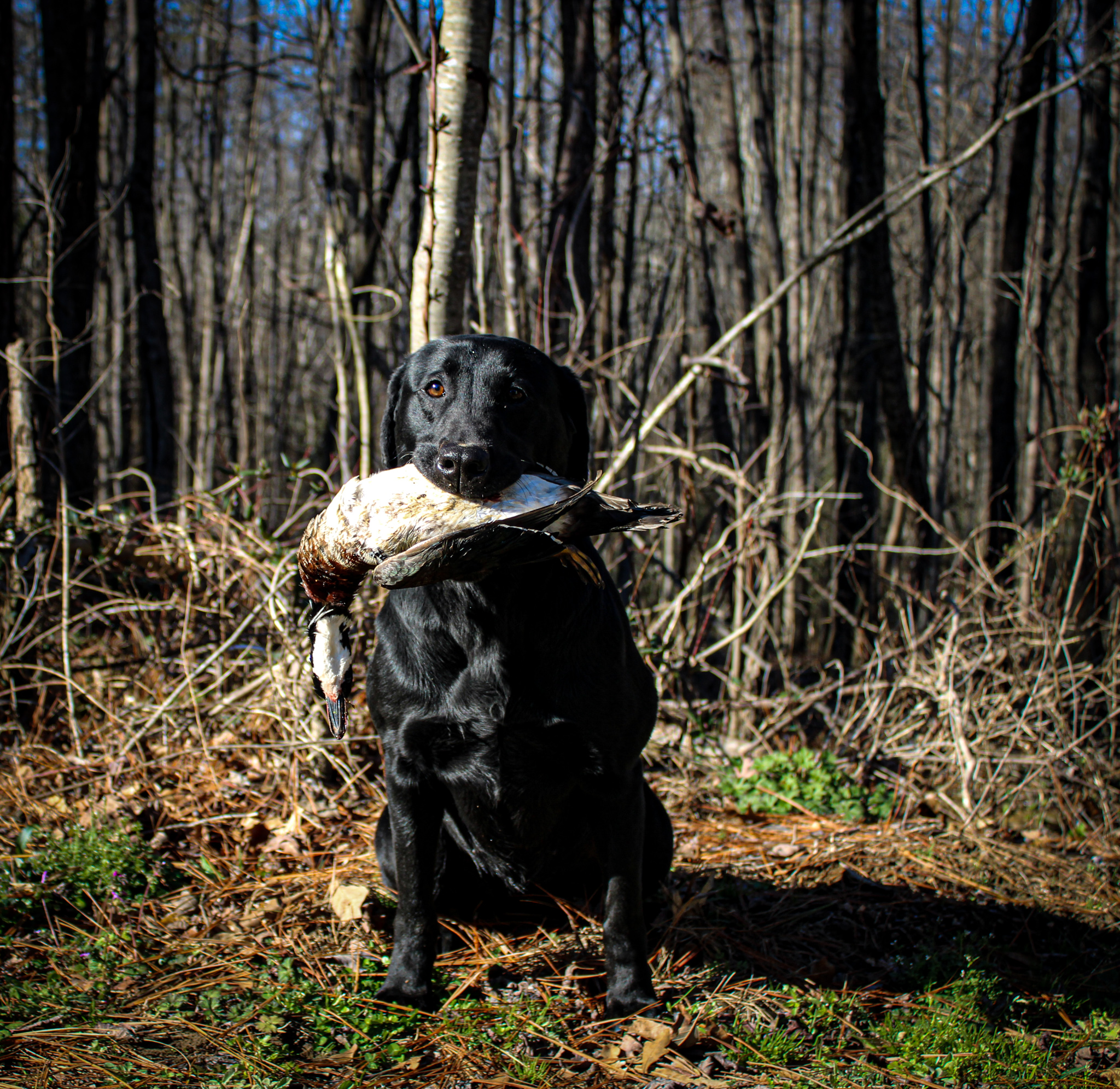 Pride Of Dixie Top Dog Nellie JH | Black Labrador Retriver