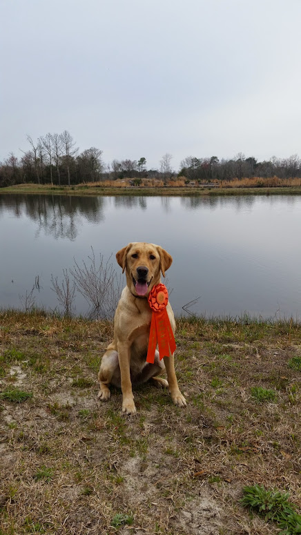 Bo's Honey 2 Bee MH | Yellow Labrador Retriver