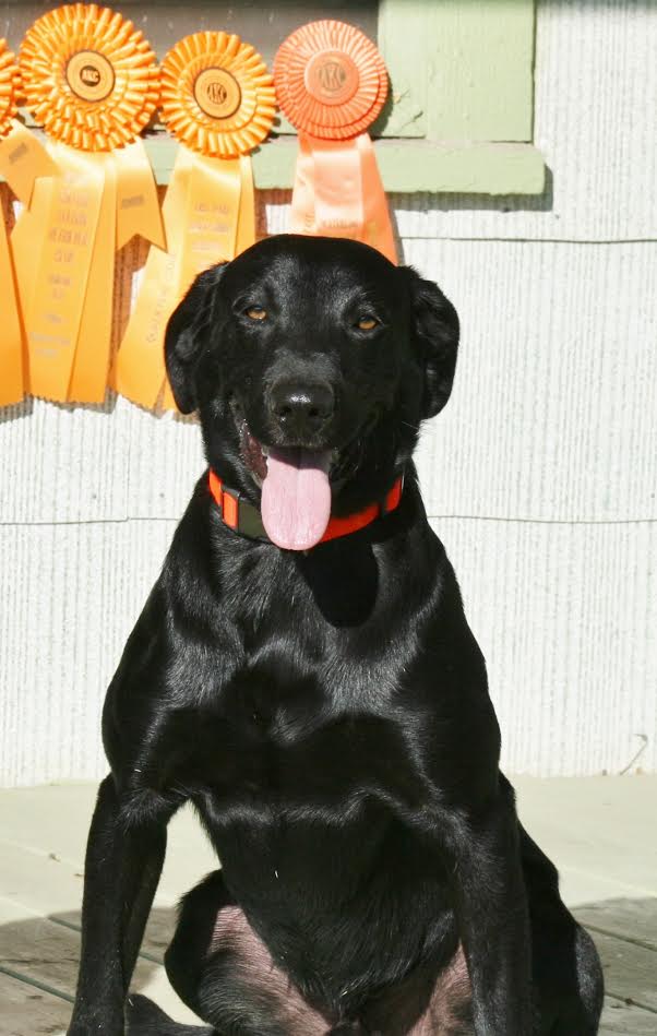 RG'S Retriever Flash In The Reeds MH | Black Labrador Retriver