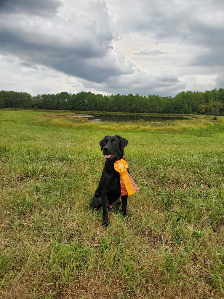 Bell's High Card Draw MH | Black Labrador Retriver