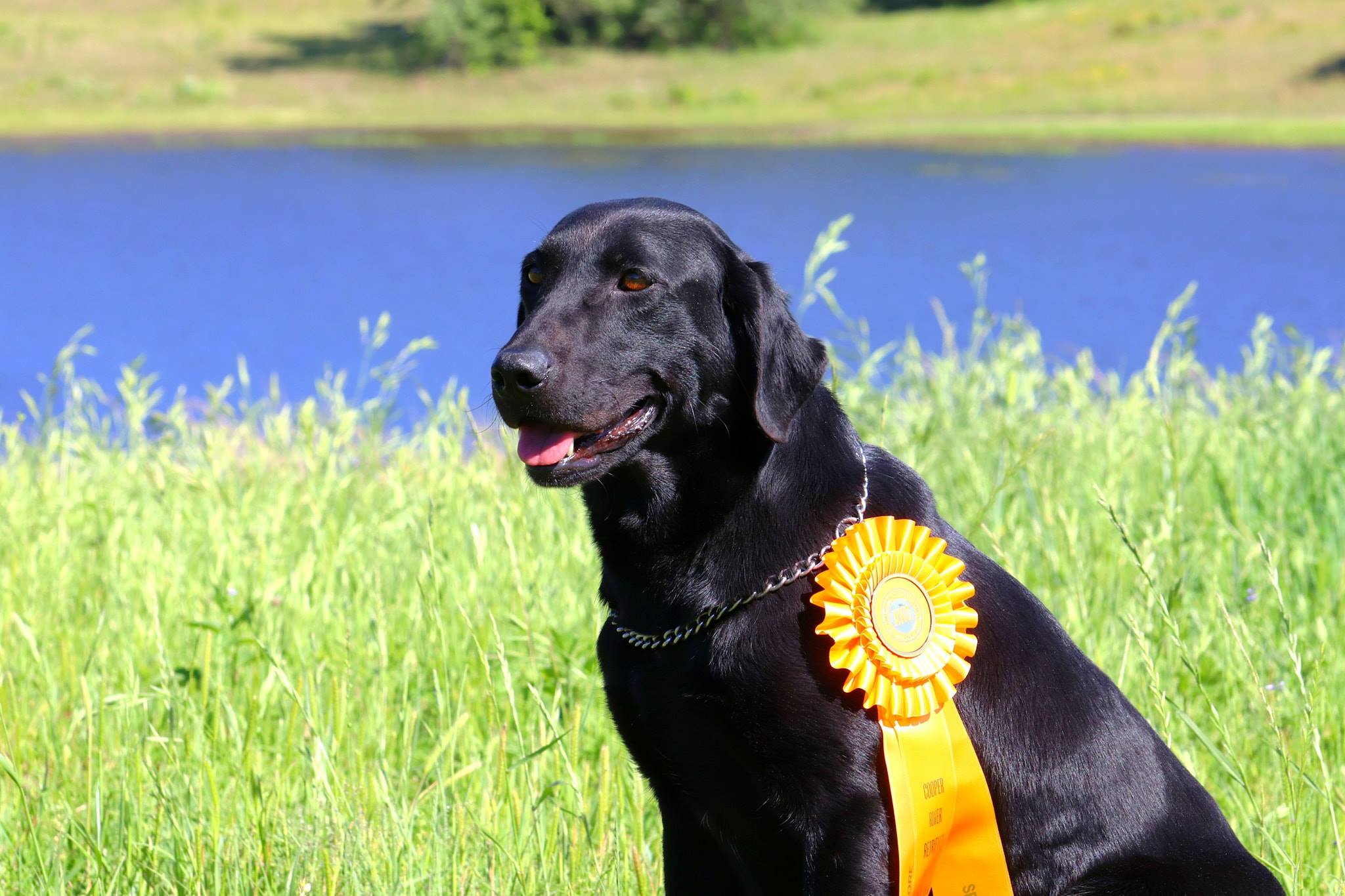 Cotton Top's Southern Comfort SH | Black Labrador Retriver