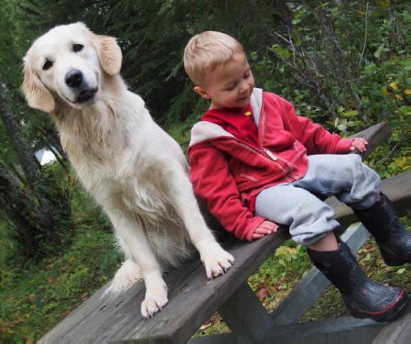 Alaska's Resurrection Bay | Golden Retriever 