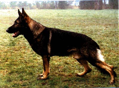 Arek vom Stoffelblick | German Shepherd Dog 