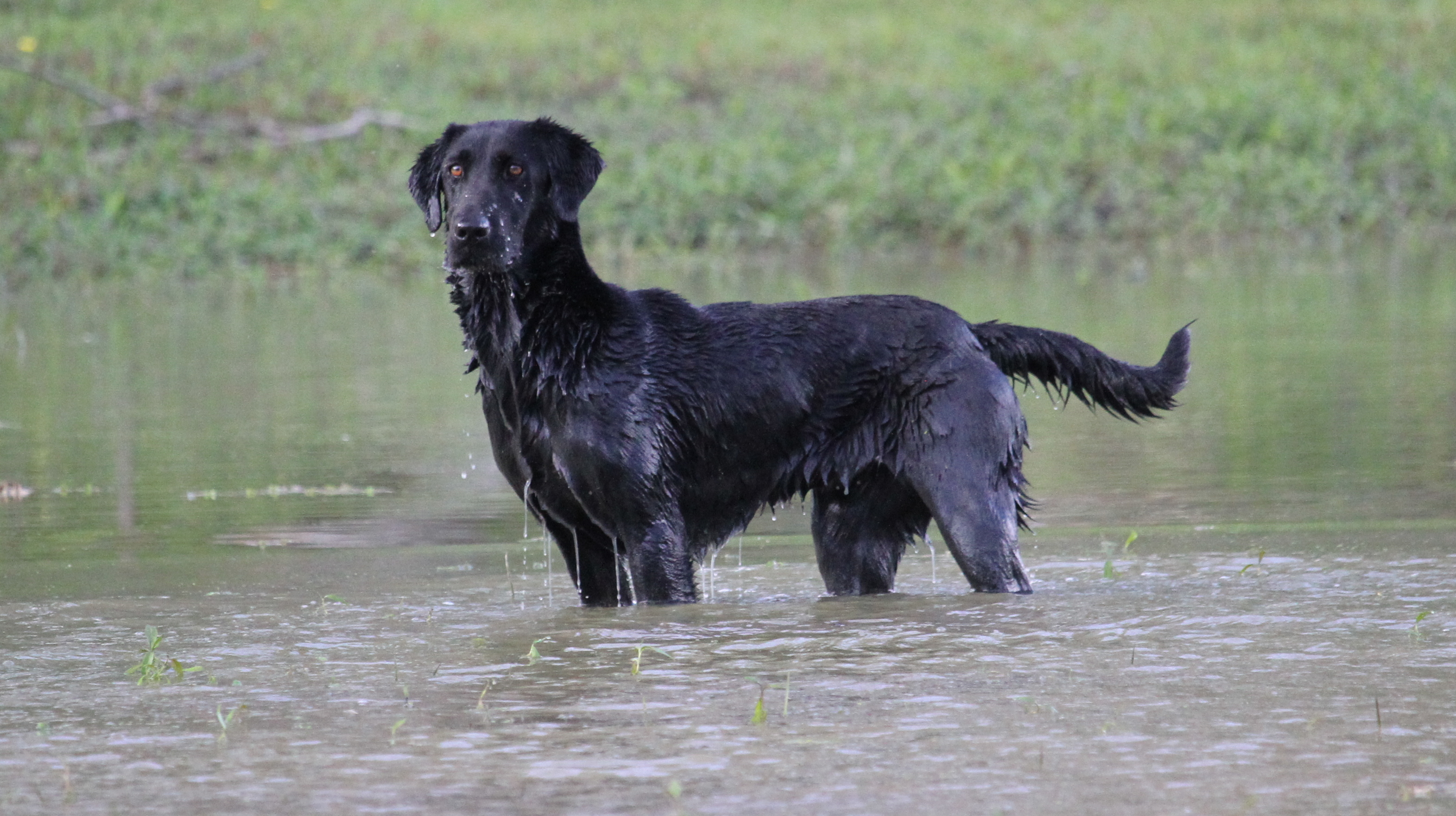 HRCH Dixie's Shadow Of Watermark's | Black Labrador Retriver