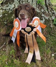 HR Trinity's Belle Of The Field | Chocolate Labrador Retriver