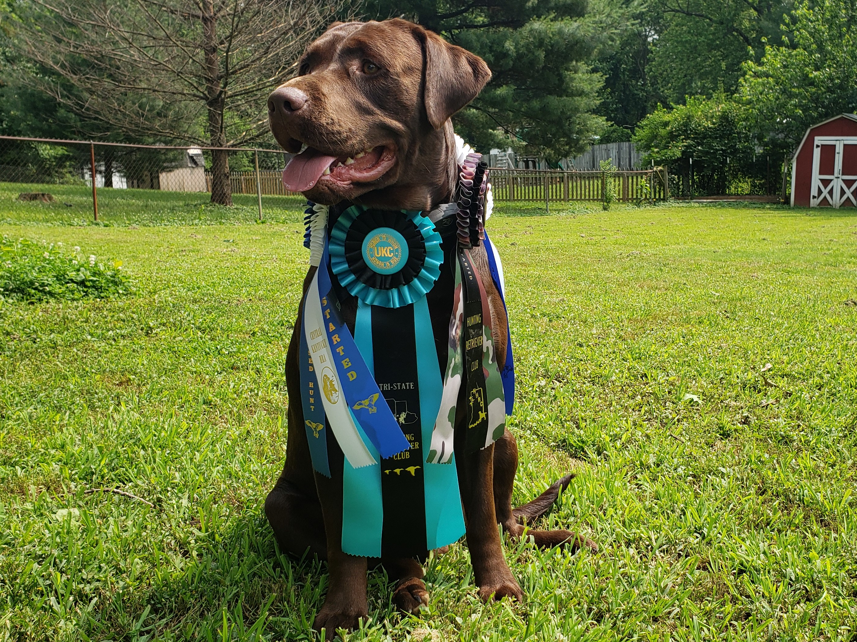 HRCH Cornstalker's Kashyyyk Bound | Chocolate Labrador Retriver