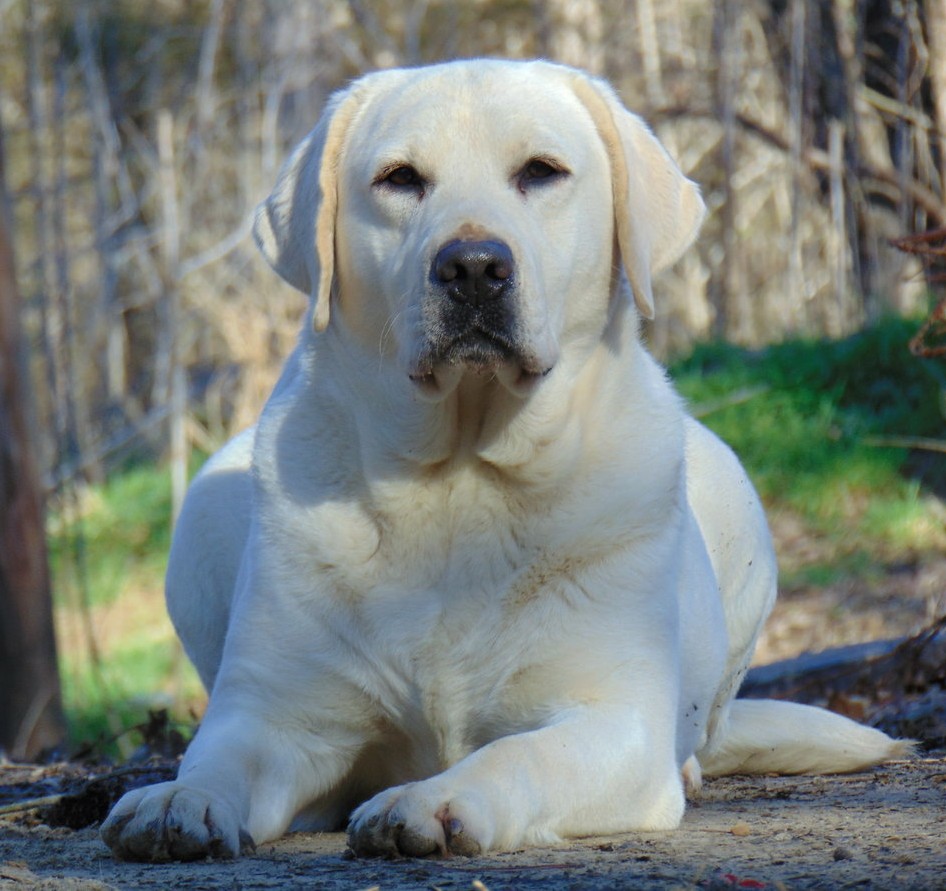 Enid's Wynter Advisory | Yellow Labrador Retriver